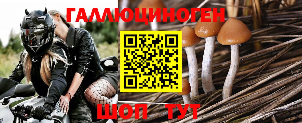 Шебекино  Псилоцибиновые грибы Cubensis  Галлюциногенные грибы Psilocybine cubensis  Вход с VPN 